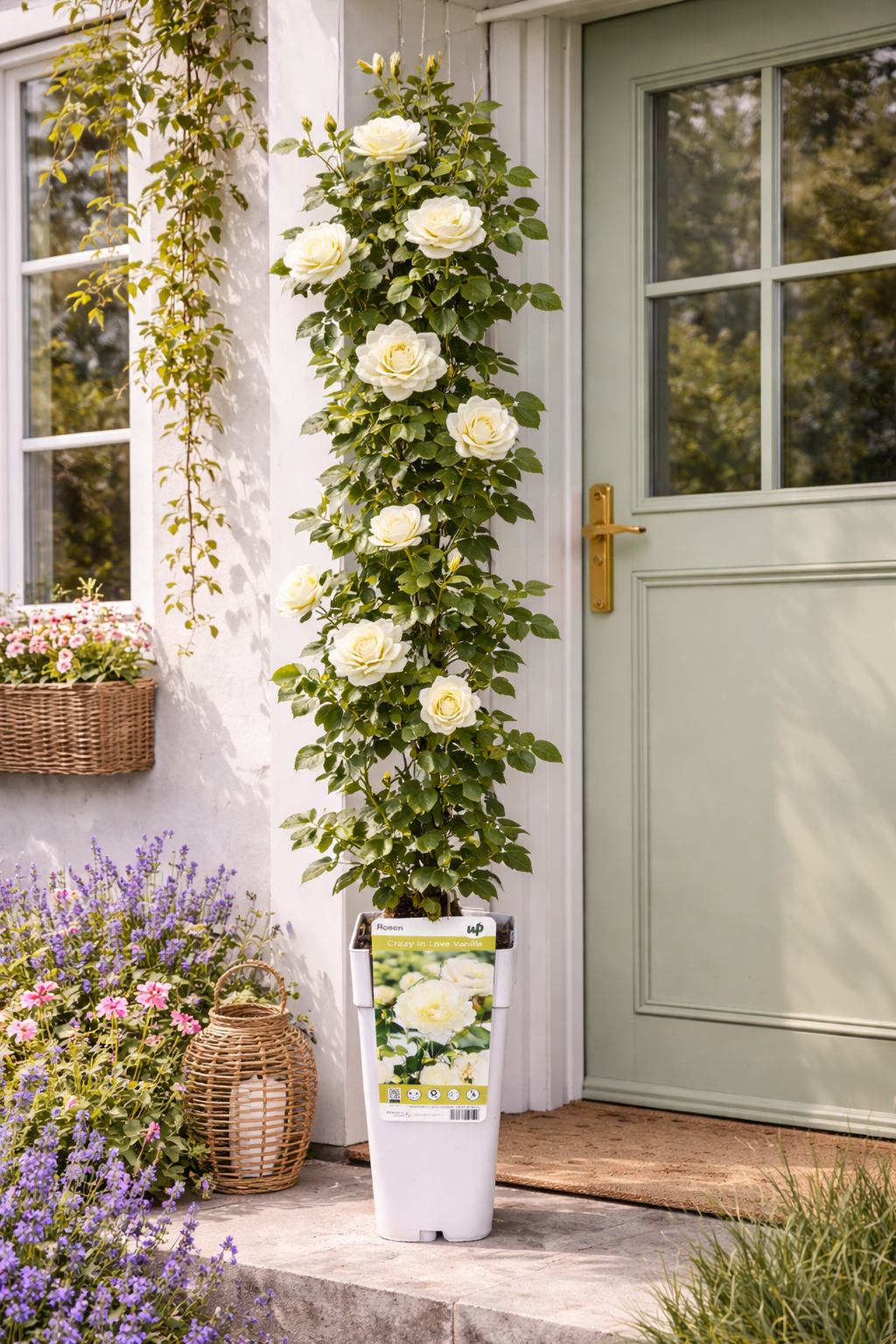 Kletterrose „Crazy in Love Vanille“ 50-70 cm Duftende Edelrose, öfterblühend, winterhart, Gartenrose, Rankrose