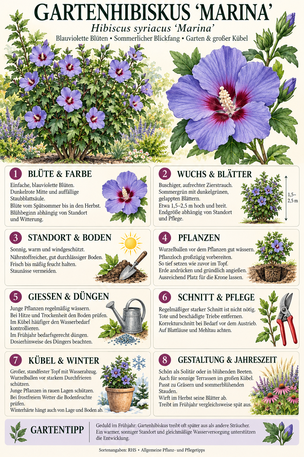 Gartenhibiskus ‘Marina’ – Hibiscus syriacus – winterharter Garteneibisch mit blauen Blüten – 180–250 cm inkl. Topf