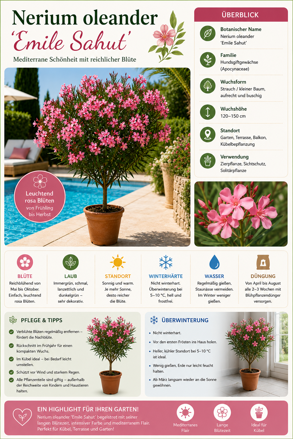 Oleander Stämmchen Emile Sahut 120–150 cm – Nerium Oleander mit roten Blüten, mediterrane Kübelpflanze