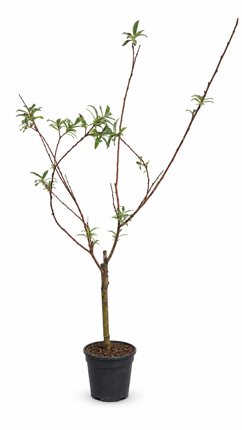 Růžová obří vrba kočička Mount Aso Keř 50-60 cm Růžová obří vrba kočička - Salix gracilistyla 'Mount Aso' - Vrba kočička