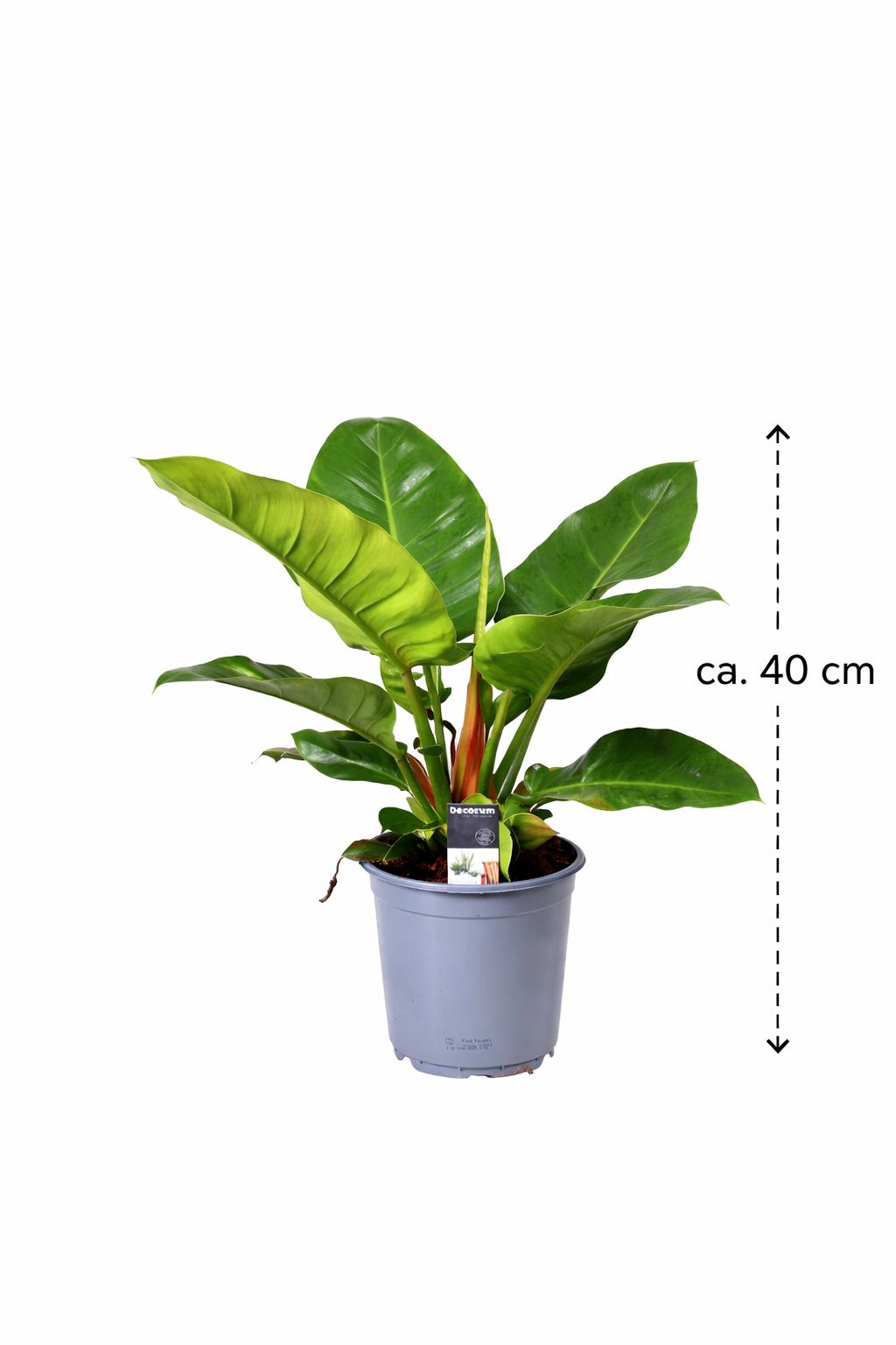 Philodendron Imperial Green – Immergrüne Zimmerpflanze ca. 40 cm | Baumfreund Philodendron | Pflegeleicht & Luftreinigend