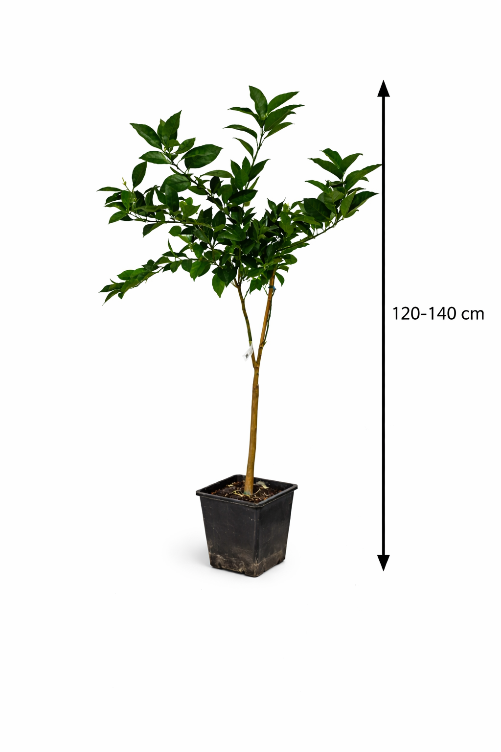 Citrus sinensis ‘Navelina’ – Navelorange Orangenbaum 120–140 cm – Immergrüner Zitrusbaum für Terrasse & Wintergarten