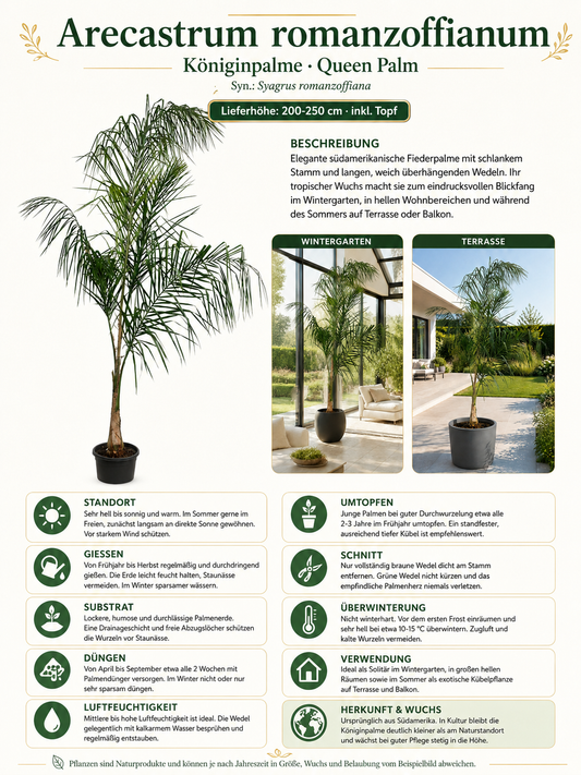 Königinpalme 200–250 cm – Syagrus romanzoffiana – große exotische Zimmerpalme und Kübelpflanze