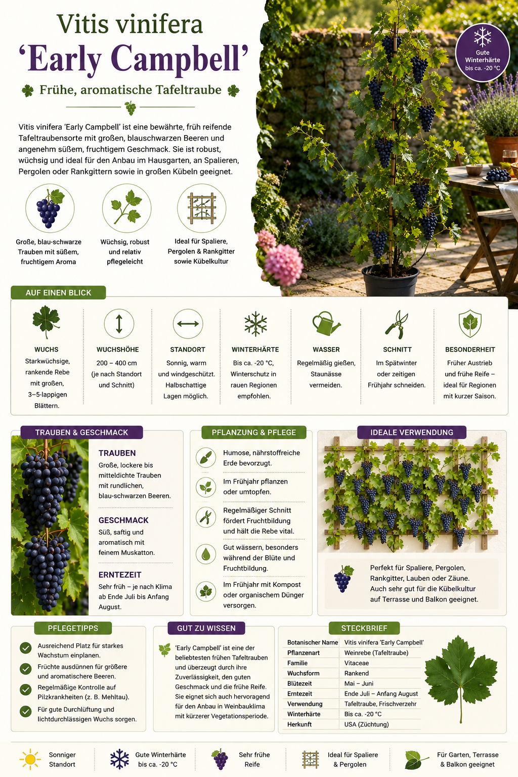 Vitis vinifera 'Early Campbell' Weinrebe (Tafeltraube) 120–180 cm – Ertragreiche Rebe, winterhart, süße Trauben für Garten & Terrasse