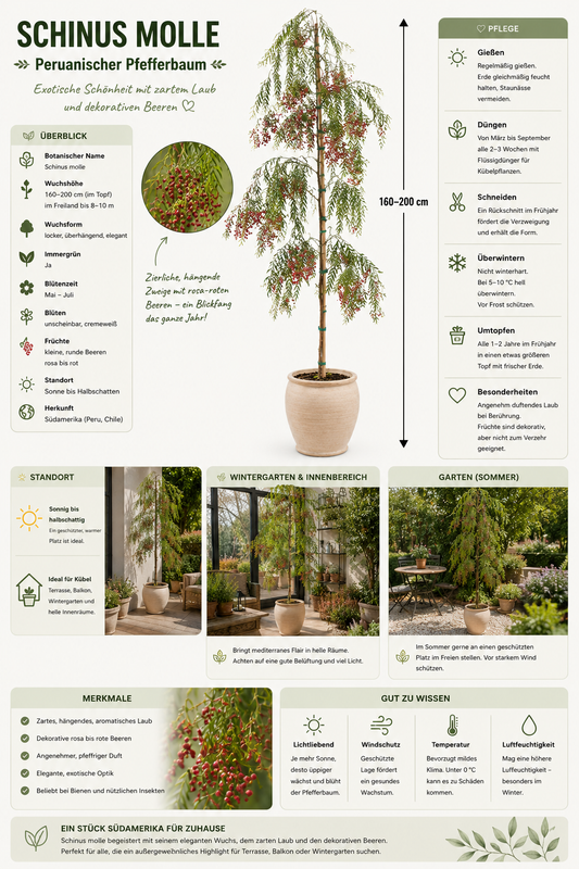 Peruanischer Pfefferbaum Schinus molle 160–200 cm – Rosa Pfeffer, Falscher Pfefferbaum, mediterraner Zierbaum für Garten & Terrasse