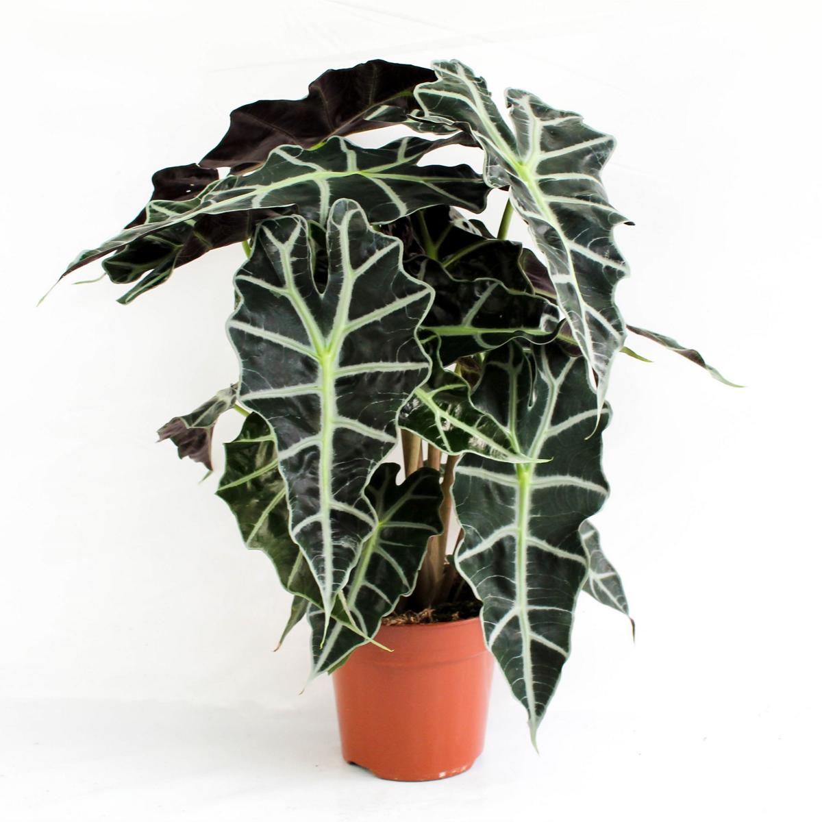 Alocasia polly 35 cm Pfeilblatt Elefantenohr Tropenwurz