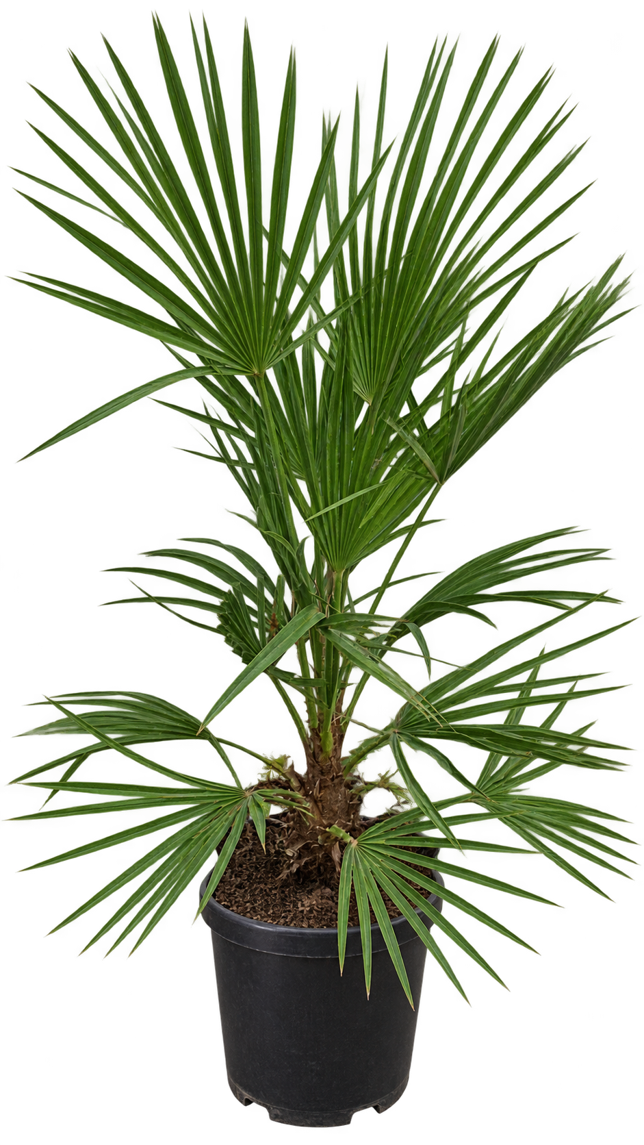 Zwergpalme ‘Vulcano’ – Chamaerops humilis – kompakte, immergrüne Fächerpalme für Balkon & Terrasse – ca. 80 cm inkl. Topf