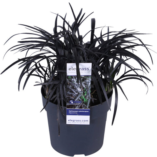 Elegante Schwarze Schönheit - Ophiopogon planiscapus 'Niger' für Ihren Garten