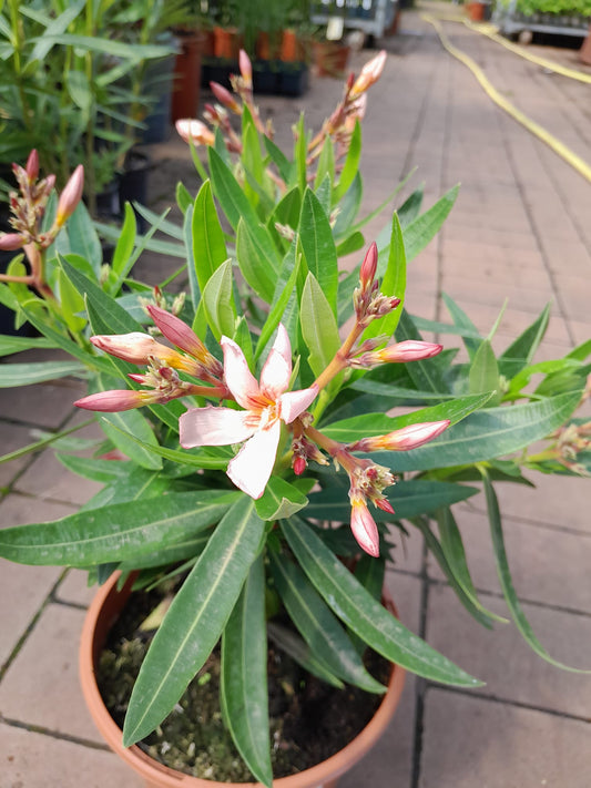 Oleander 40-60 cm Salmon - Nerium oleander - pflegeleichter Kübelstar vom Mittelmeer