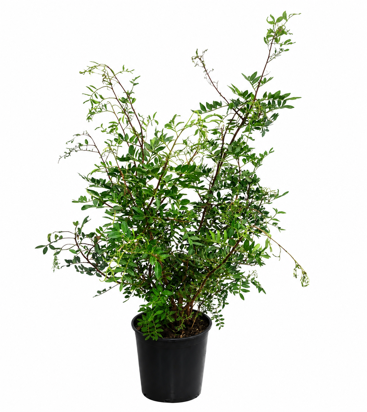 Pistacia lentiscus 70–100 cm – Mastixstrauch – immergrüne mediterrane Pistazie für Kübel, Balkon & Terrasse