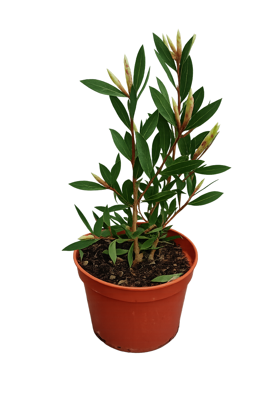 Karminroter Zylinderputzer 40–60 cm – Callistemon laevis Kübelpflanze – Flaschenputzer rot winterhart bedingt mediterrane Balkonpflanze