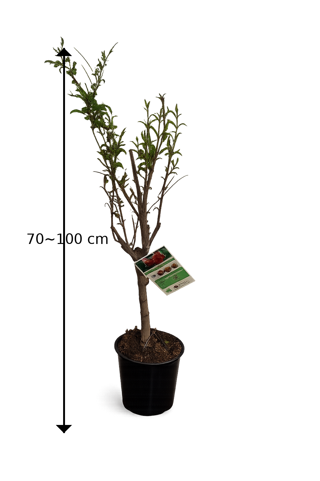 Punica granatum 'Acco' Granatapfel 70–100 cm – Echter Granatapfelbaum –  Blumen-Senf®