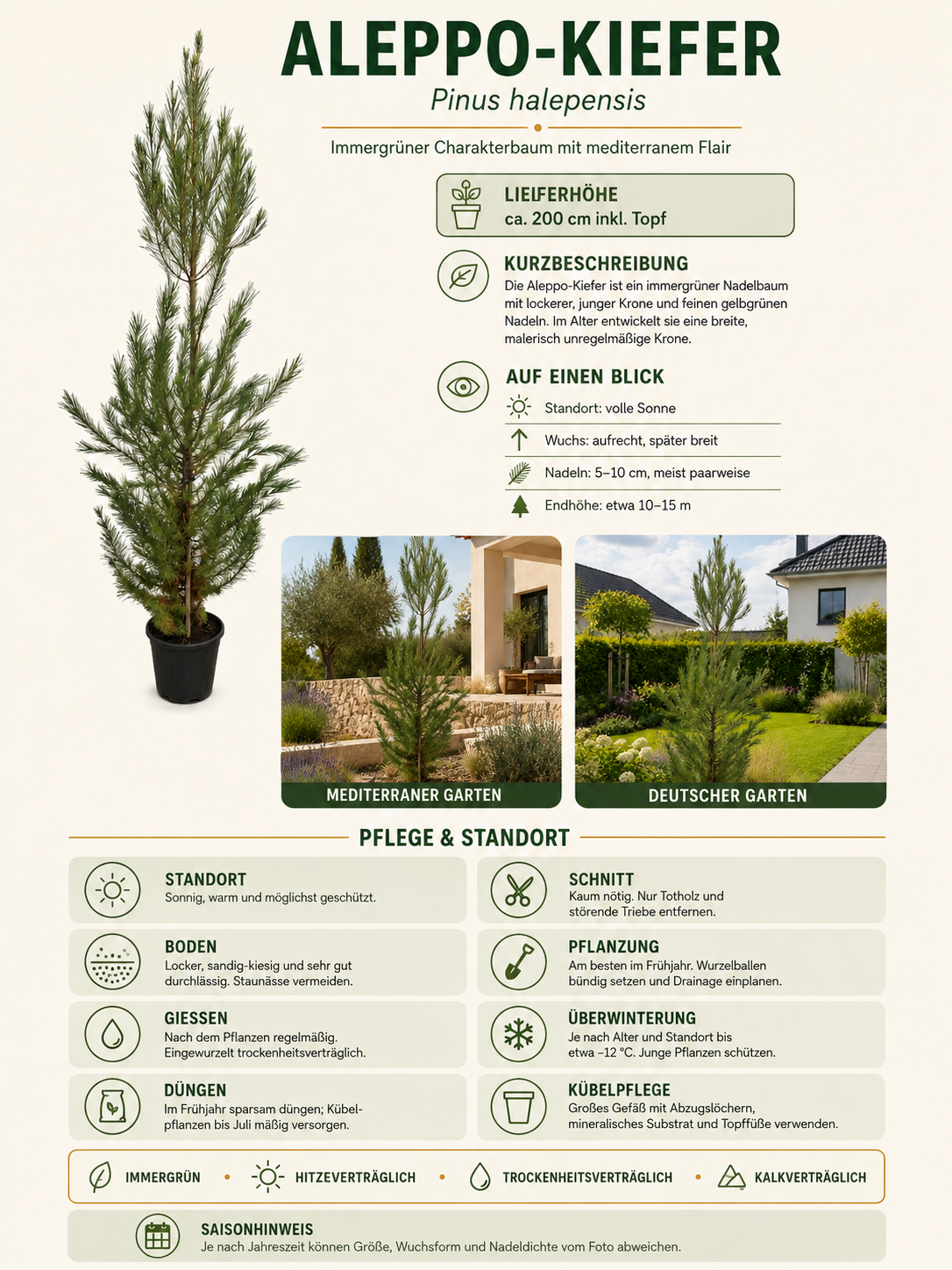 Aleppo-Kiefer ca. 200 cm – Pinus halepensis, mediterrane Kiefer für Garten, Terrasse und großen Kübel