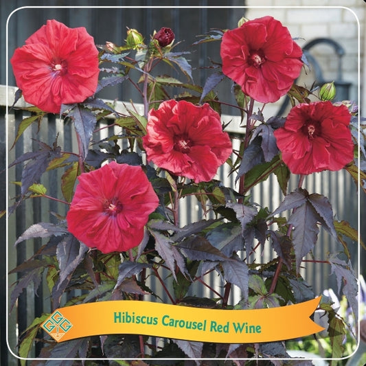 XXL Riesenhibiskus 'Carousel Red Wine' – Hibiscus moscheutos Staudenhibiskus, Winterharte Prachtblüte in Rot