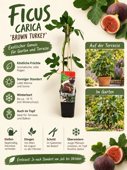 Feigenbaum ‘Brown Turkey’ 40–60 cm – Ficus carica, echte Feige für Garten, Terrasse und Balkon