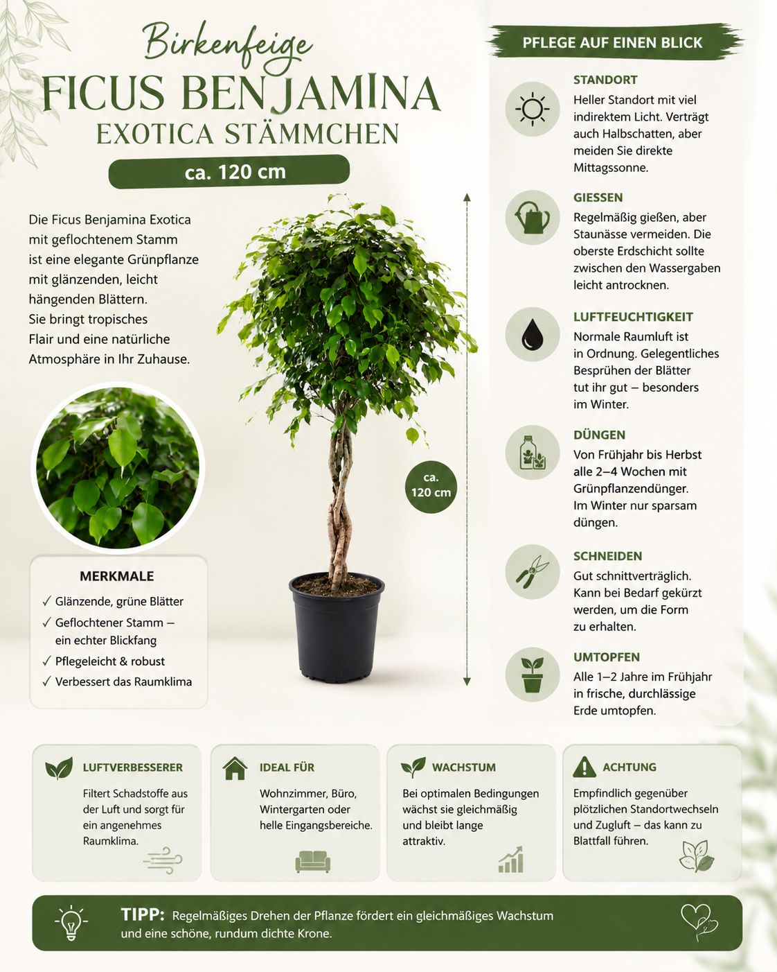 Birkenfeige Ficus Benjamina Exotica Stämmchen ca 120 cm – Pflegeleichte  Zimmerpflanze & Grünpflanze für Wohnzimmer und Büro