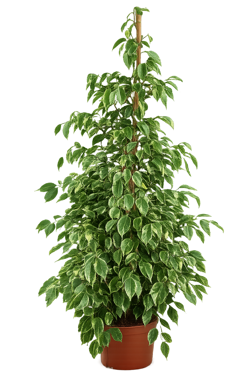Ficus Benjamina 'Golden King' – Nenáročná pokojová rostlina, čistička vzduchu a poutavá rostlina, 130-150 cm