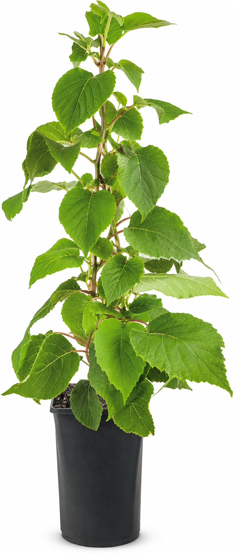 Männliche Kiwi ‘Atlas’ 50–70 cm – Actinidia chinensis – Befruchter-Kiwipflanze für Garten und Terrasse