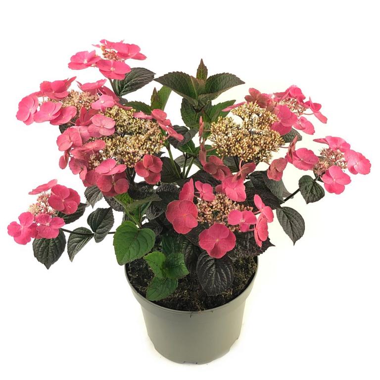 Tellerhortensie Hydrangea serrata 'Daredevil' – kompakte Gartenhortensie im 3L Topf, winterhart & rotlaubig