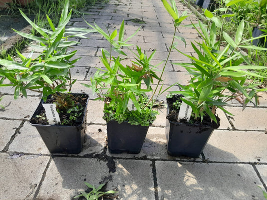 Zwergbambus Pleioblastus pumilus P9 30-40 cm - Sasa Pumila - Bamus - Heckenpflanze - Bodendecker