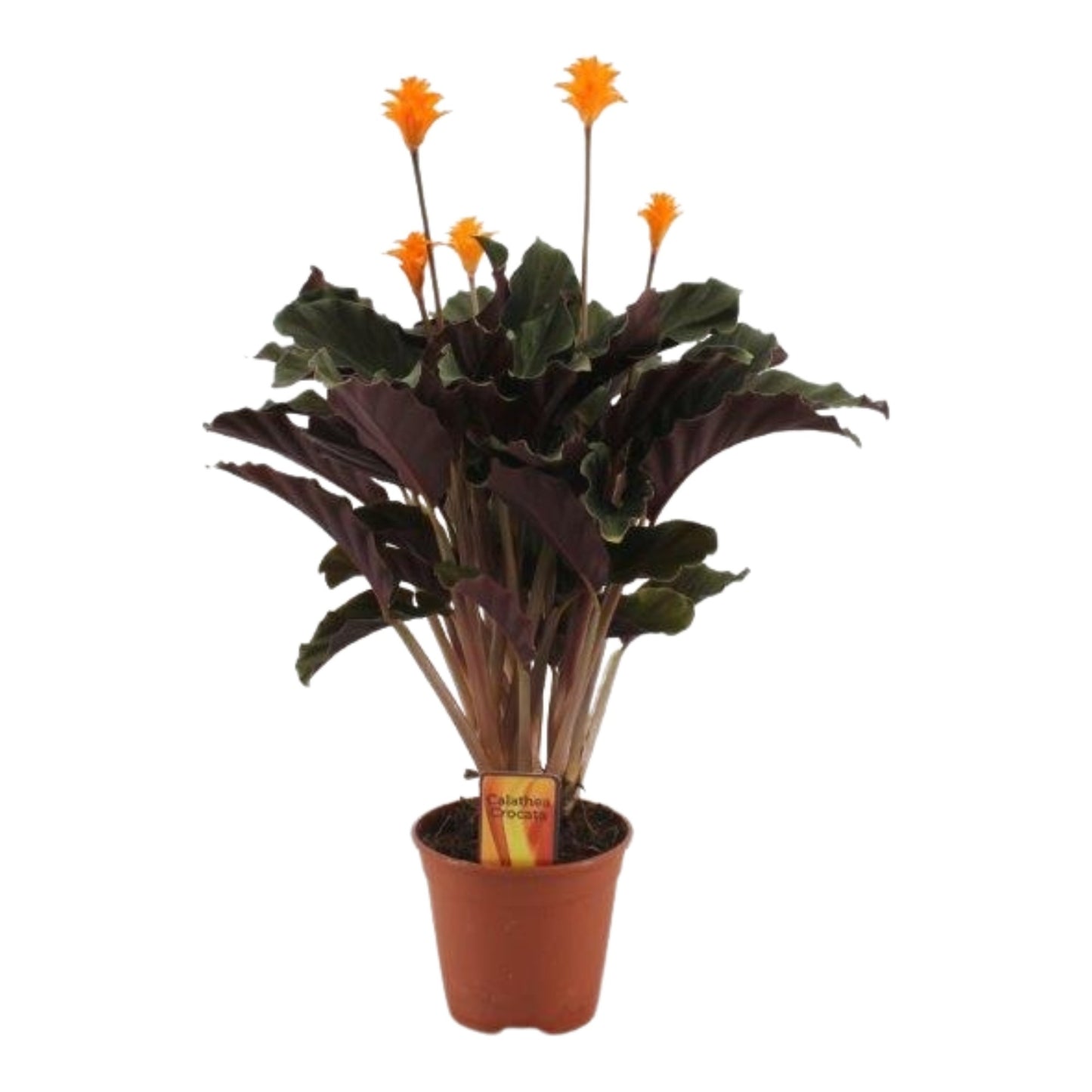 Calathea Crocata 40 cm - Korbmarante - Grünpflanze - Zimmerpflanze - Gebetspflanzen - Blattschmuckpflanze