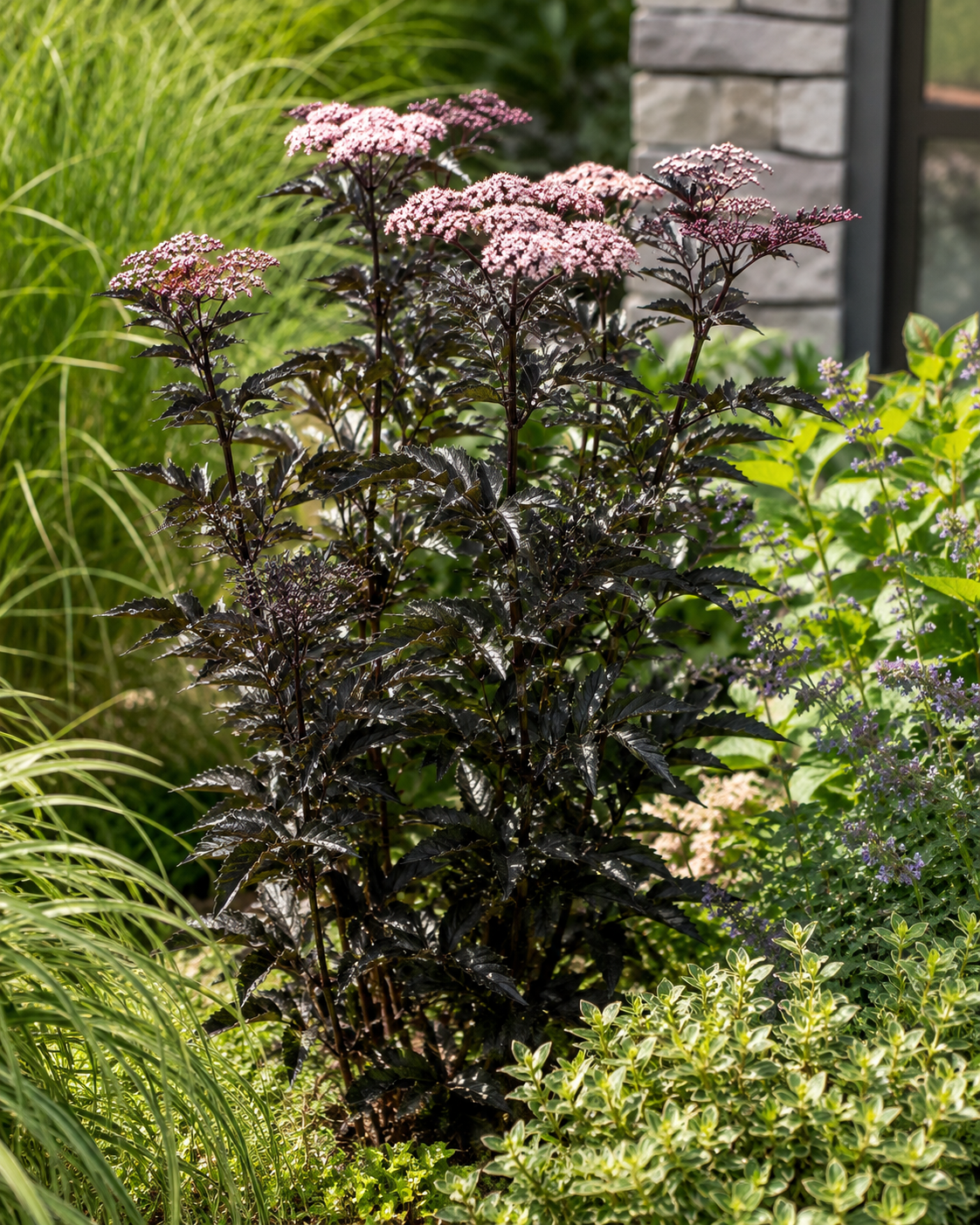 Säulen-Holunder 'Black Tower' 40–60 cm – Schwarzer Holunder | Sambucus nigra 'Black Tower' | Dunkellaubiger Zierholunder mit schwarzrotem Laub