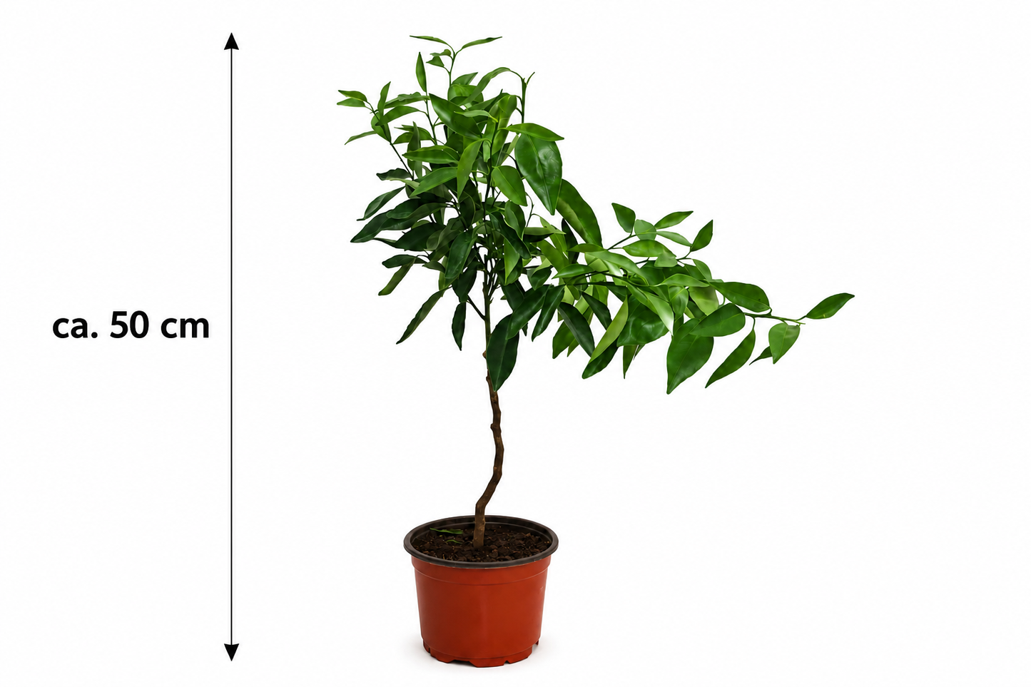 Satsuma-Pflanze als Stämmchen ca. 50 cm – Citrus unshiu, Japanische Mandarine & winterharter Zitrusbaum