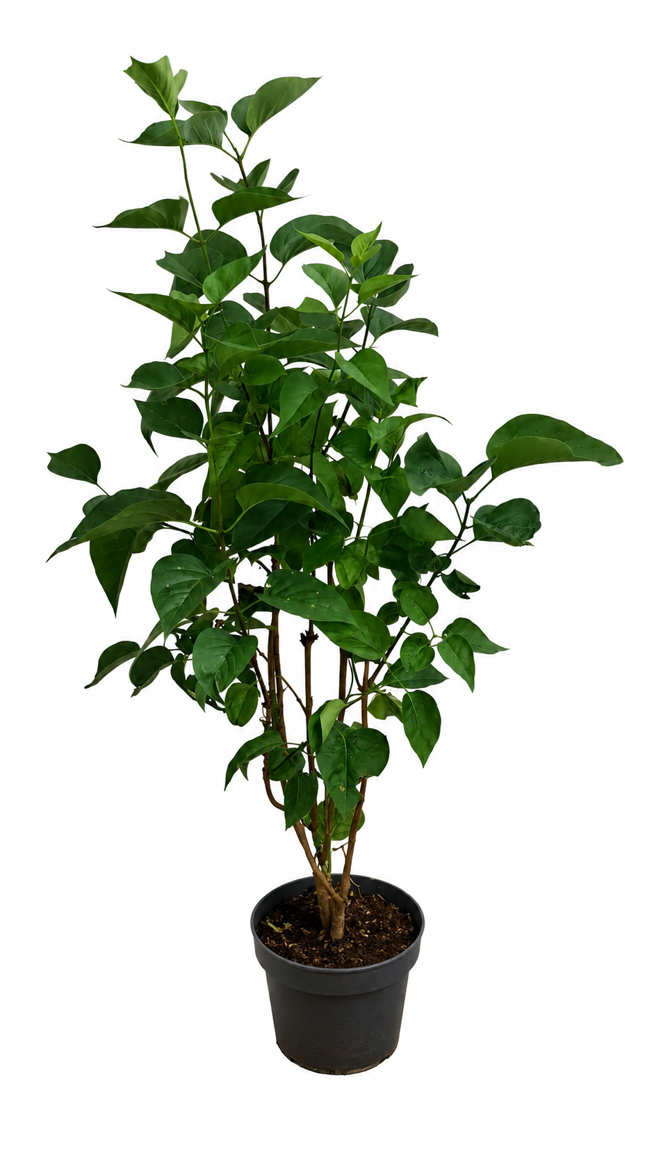 Syringa vulgaris Mme Lemoine Flieder Weißer Edel-Flieder ca. 100 cm Duftflieder Gartenpflanze