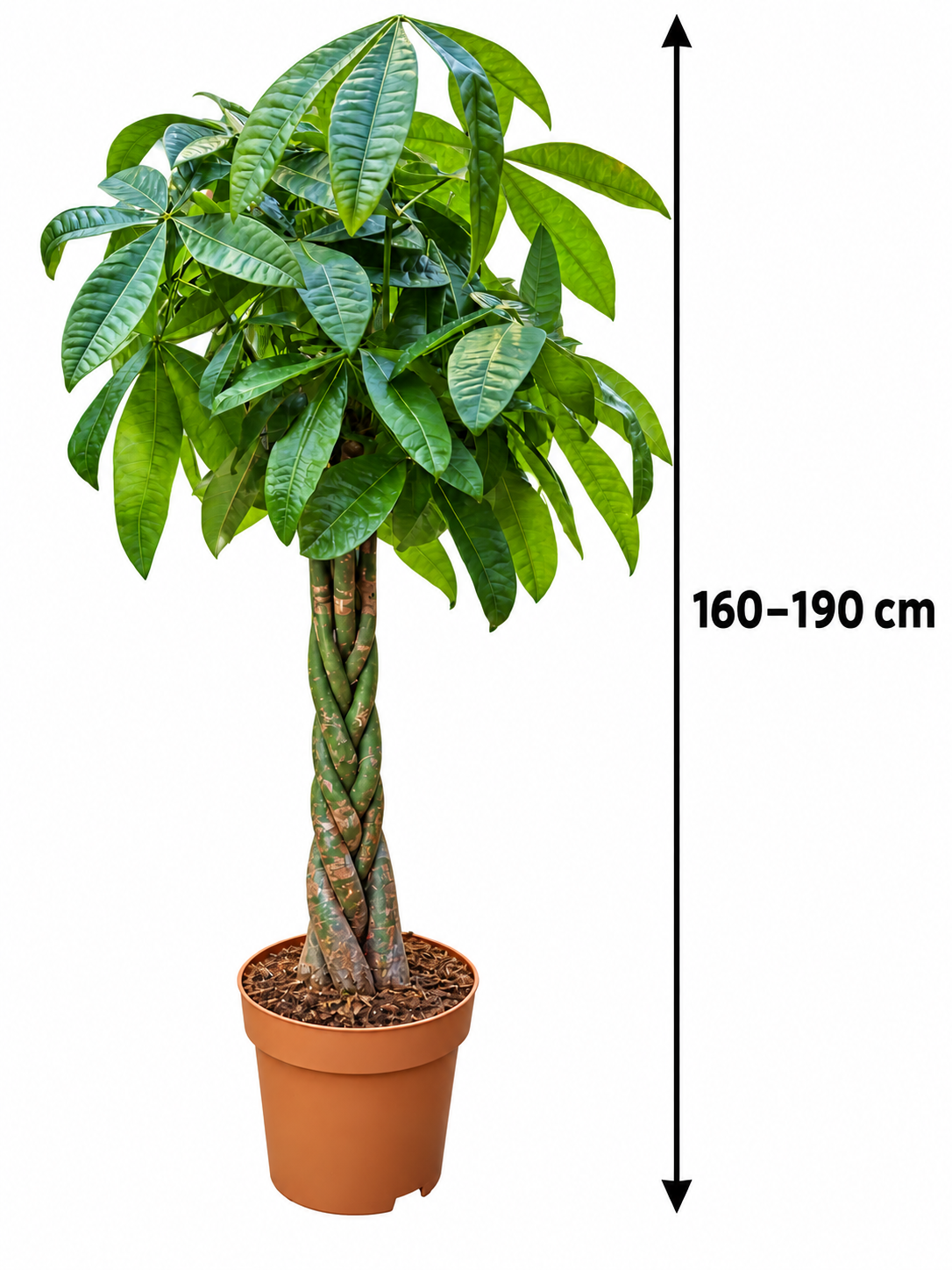 Pachira aquatica 160-190 cm Glückskastanie Zimmerpflanze