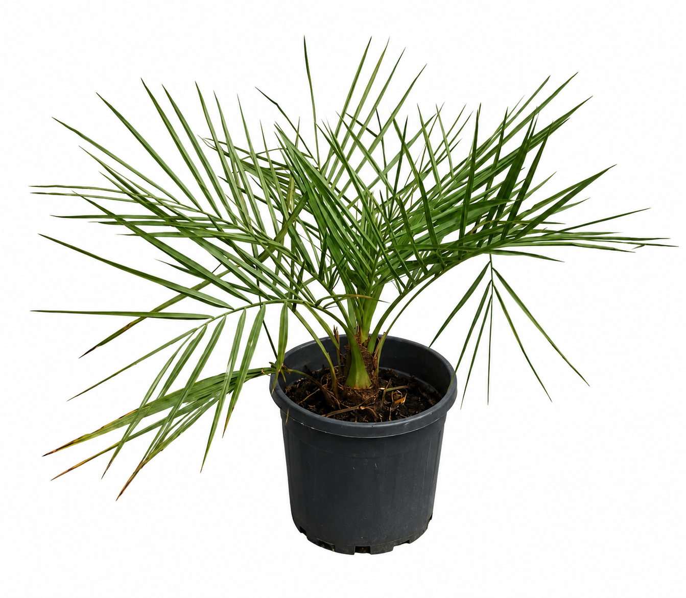 Jubaea chilensis Honigpalme ca. 60 cm – Chilenische Honigpalme, Exotische Palme für Garten, Terrasse & Kübel