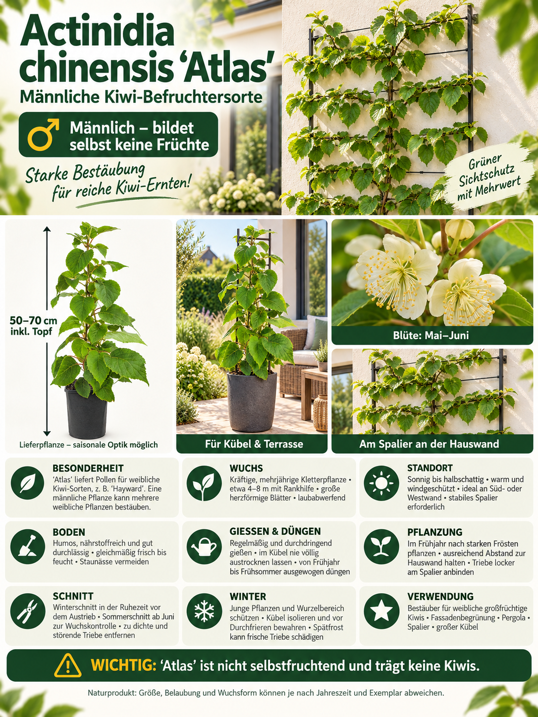 Männliche Kiwi ‘Atlas’ 50–70 cm – Actinidia chinensis – Befruchter-Kiwipflanze für Garten und Terrasse