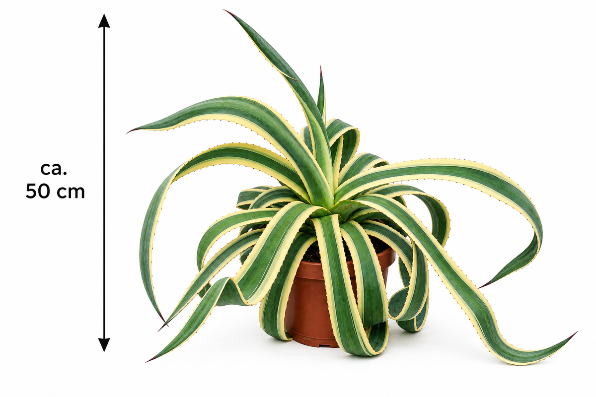Agave americana Variegata 50–60 cm – Buntblättrige Amerikanische Agave – robuste Sukkulente für Garten, Terrasse & Kübel