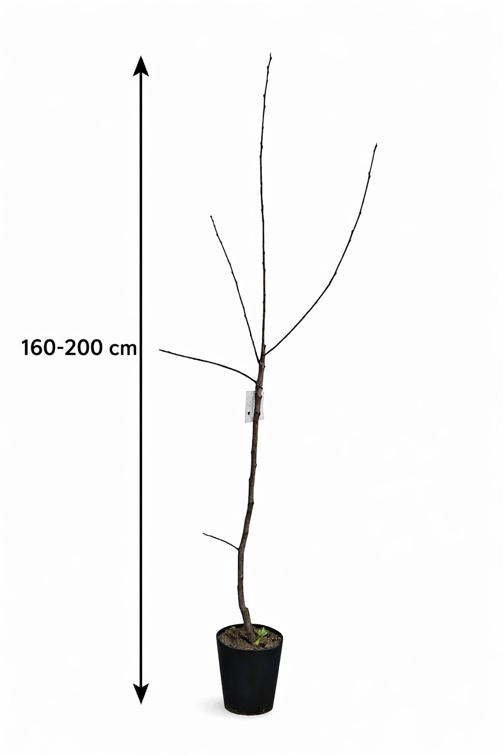 Diospyros kaki 'Vaniglia' 160–200 cm – Kakibaum Vaniglia / Vanille-Kaki, winterharte Kakipflanze, exotischer Obstbaum für Garten & Terrasse