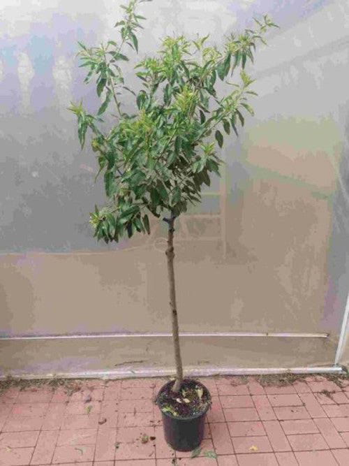 Mandelbaum Prunus dulcis 'Ferragnes' – Essbare Mandel, winterhart – ca. 160–200 cm inkl. Topf