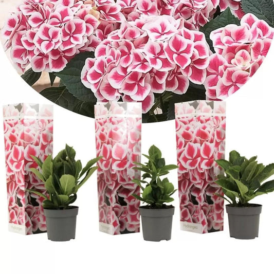 3 Pflanzen im Set Hortensie Bicolor Camilla – Bauernhortensie mit zweifarbigen Blüten, winterharte Hydrangea im Topf, 20–30 cm