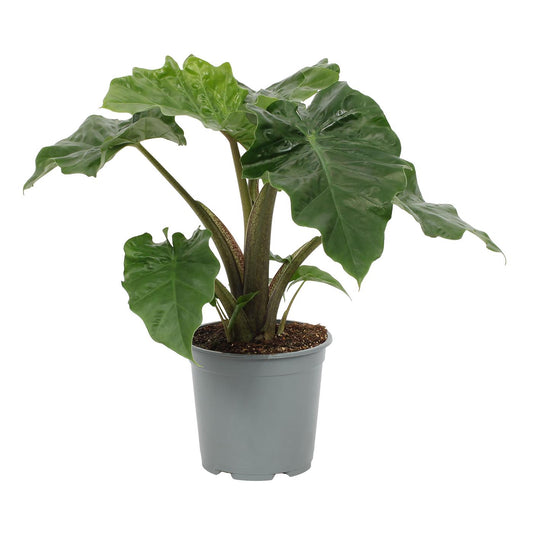 Alocasia Low Rider 60-80 cm - Pflegeleichte Exotenpflanze für dein Zuhause mit dekorativen, glänzenden Blättern