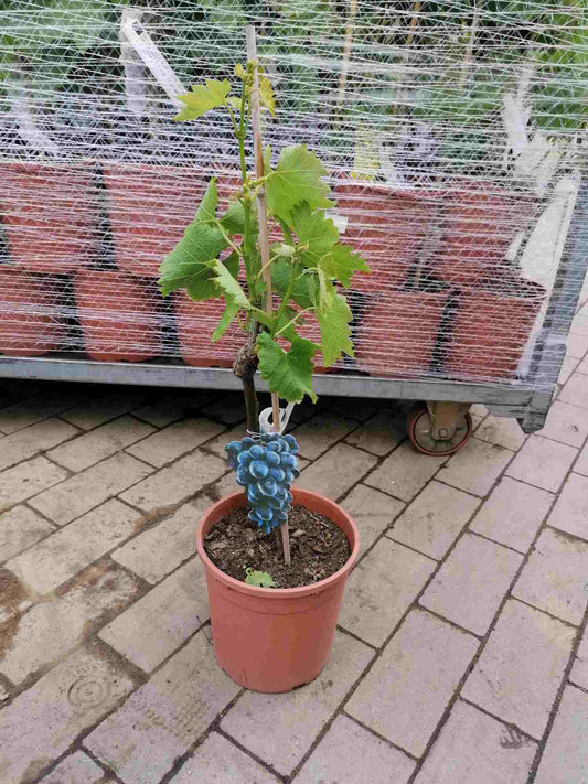 Vitis Vinifera - Weintrauben - Tafeltraube - Weinrebe - Kübelpflanze