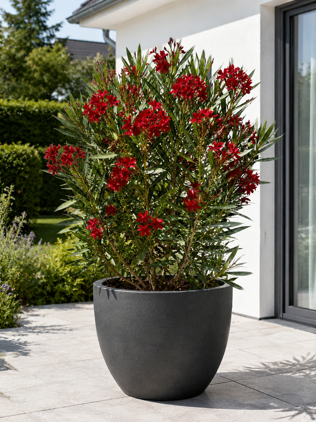 Oleander Semplice Rot 120–140 cm – rot blühender Rosenlorbeer für Terrasse, Balkon und Garten