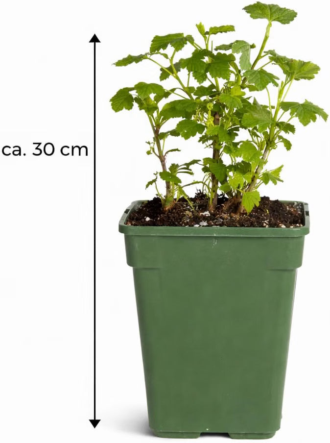 Jostabeere / Jochelbeere 30–35 cm – Ribes Jostaberry – winterharter Beerenstrauch für Garten und Kübel