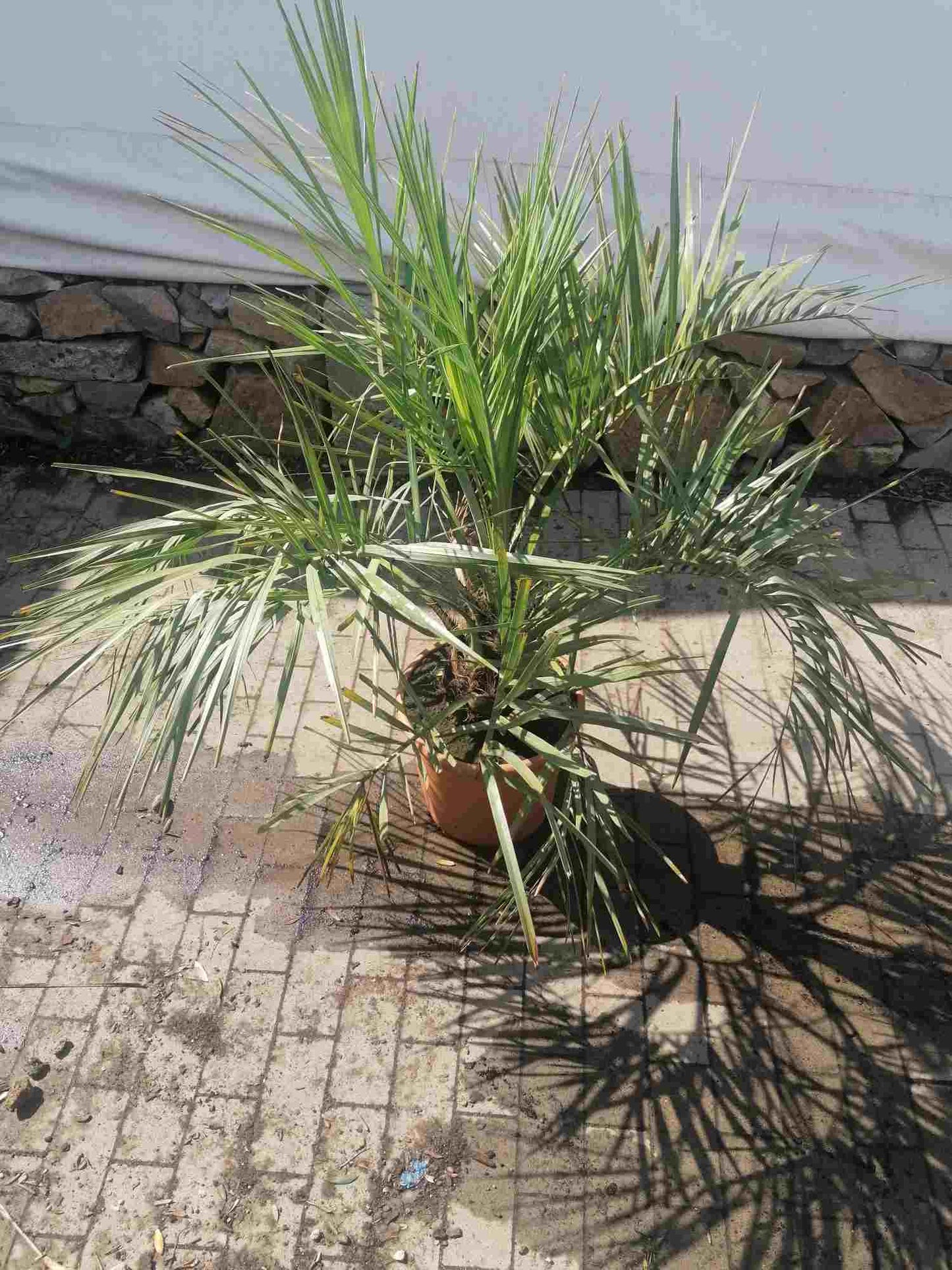 Gewöhnliche Geleepalme (Butia capitata) – winterharte exotische Palme, 100–120 cm inkl. Topf – Kübelpflanze / Jelly Palm