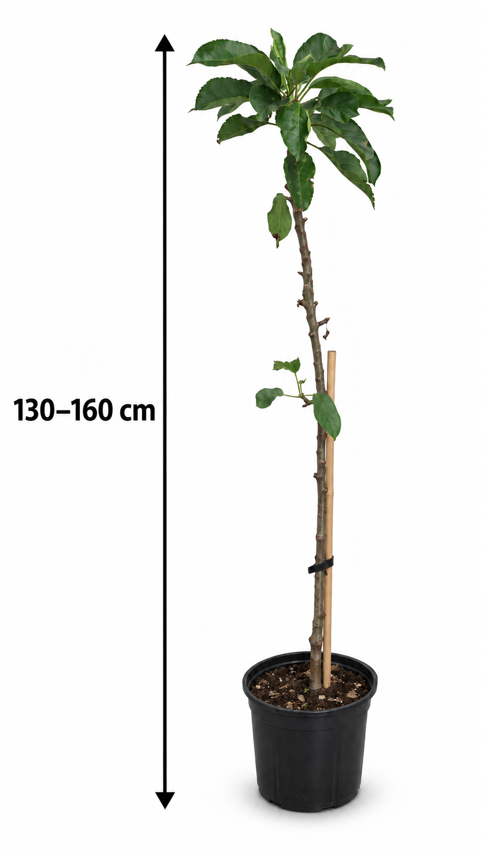 Sloupovitá jabloň 'Gold Sensation' cca. 120 cm - Malus domestica 'Gold Sensation'