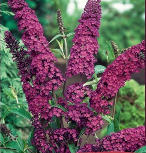 Schmetterlingsflieder Royal Red – Buddleja davidii – Sommerflieder rot – 20–50 cm