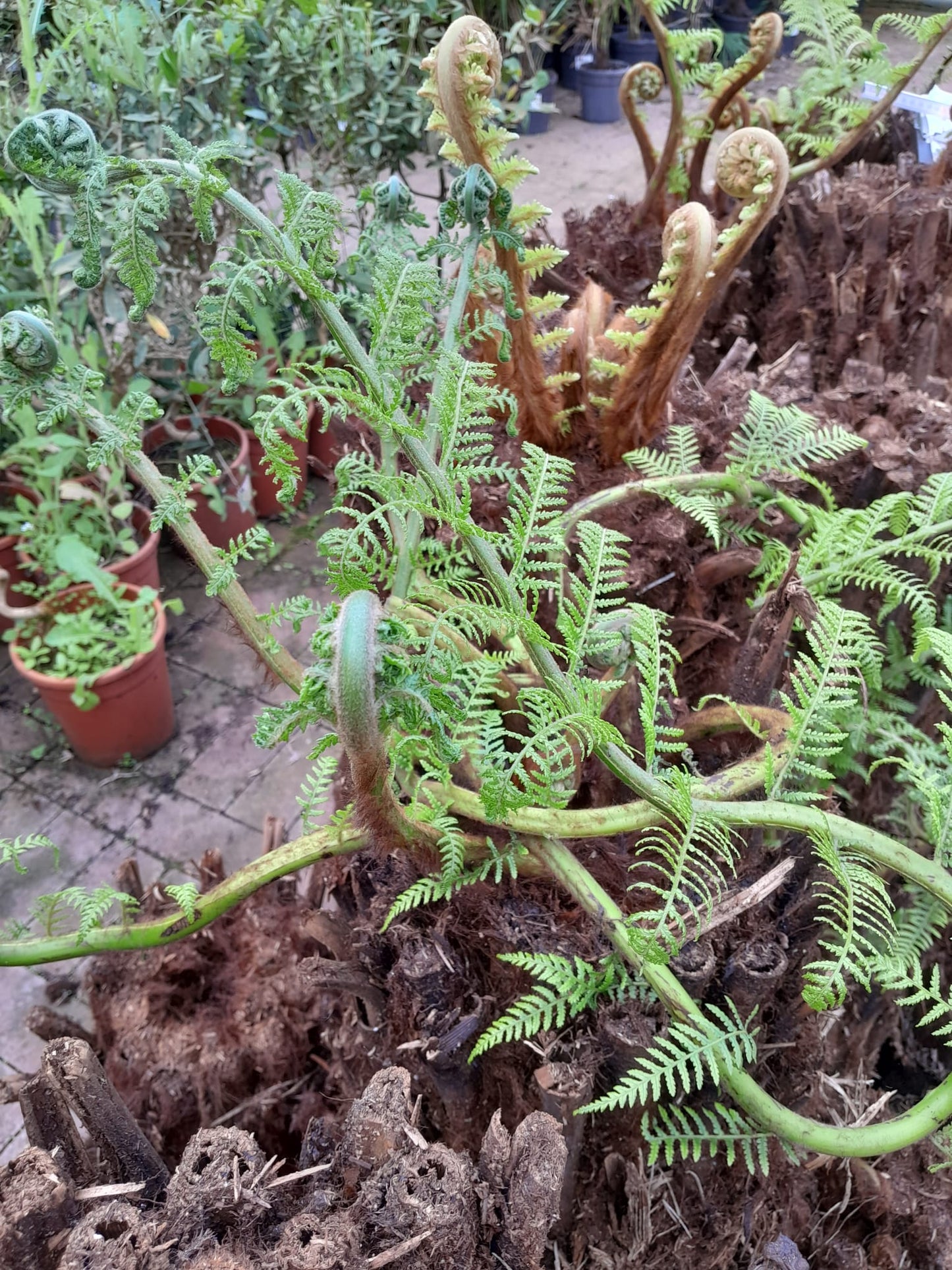 Baumfarn Dicksonia antarctica kahler Stamm 40-50 cm Ein Relikt aus der Urzeit