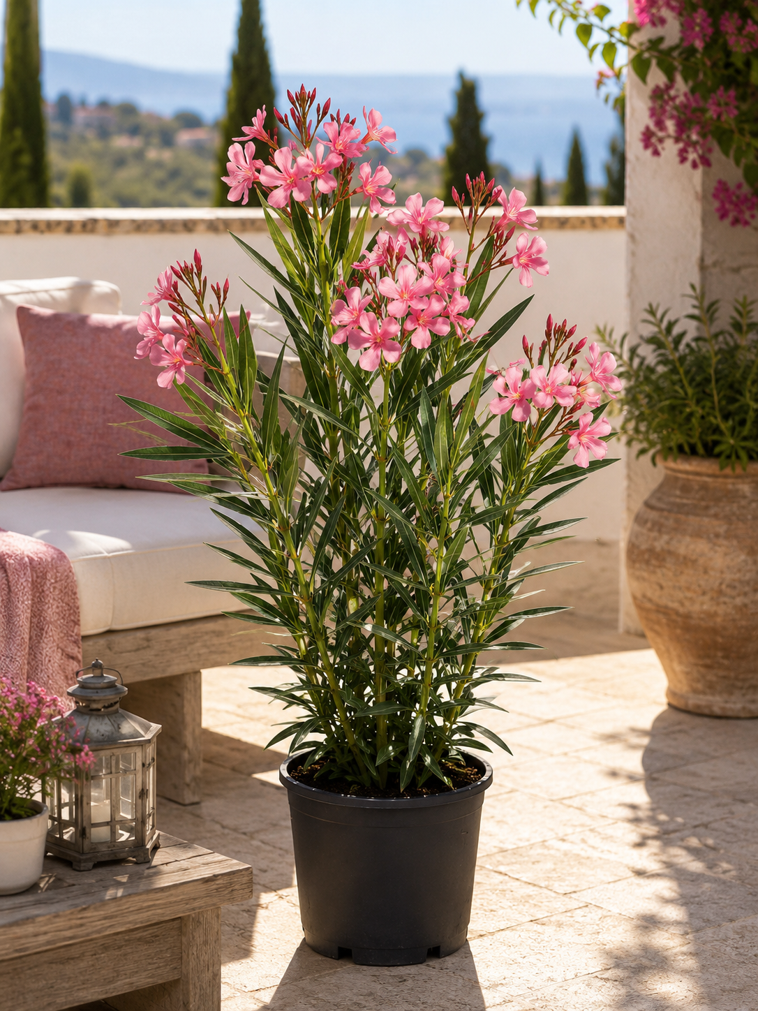 Nerium Oleander Rosa Semplice ca 80 cm Echter Oleander Rosa Mediterrane Kübelpflanze