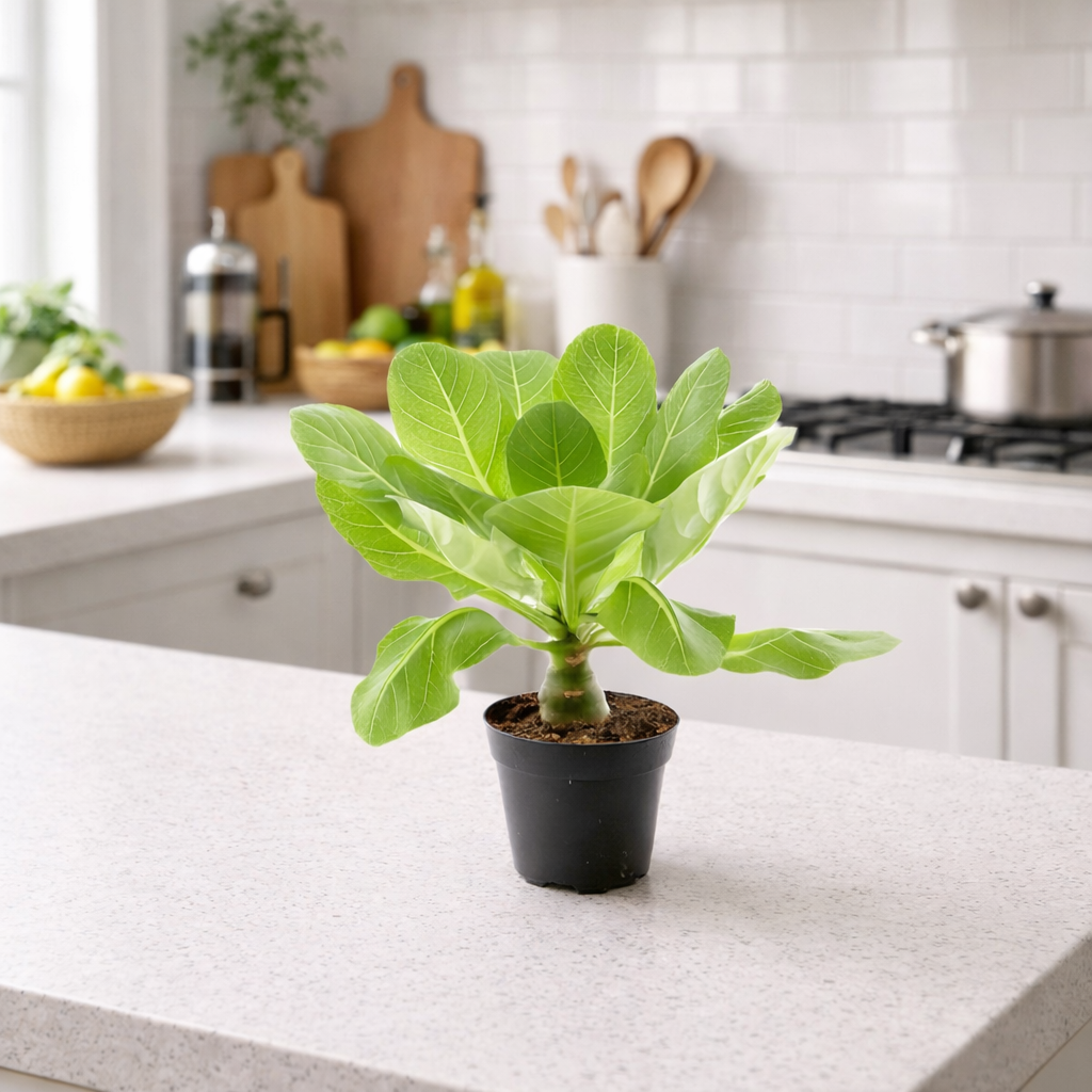 Hawaii Palme Brighamia Insignis ca 40 cm – Vulkanpalme Zimmerpflanze exotisch im 12 cm Topf