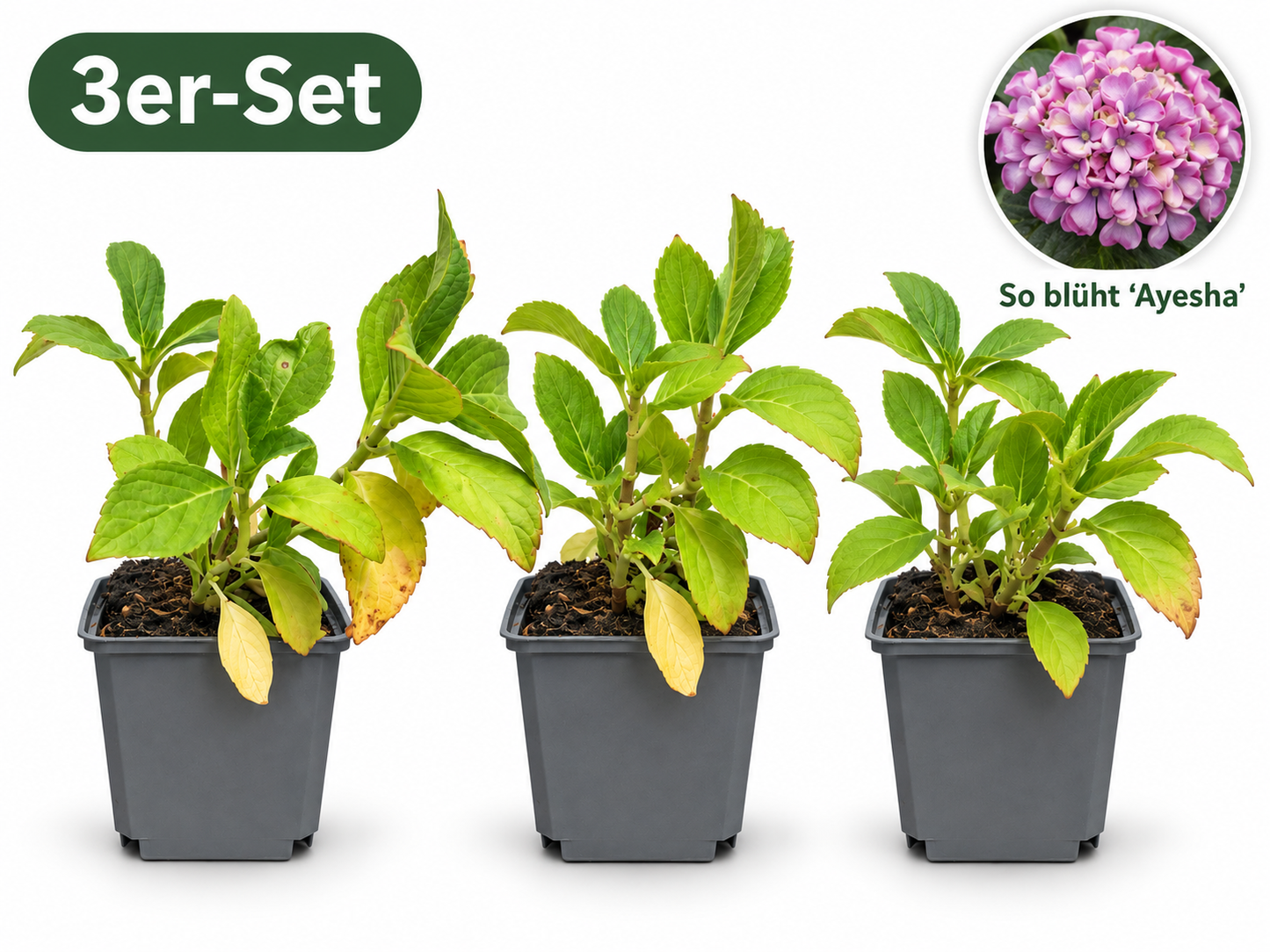 3er-Set Bauernhortensie ‘Ayesha’ 20–30 cm – Rosa Hydrangea macrophylla für Garten und Kübel