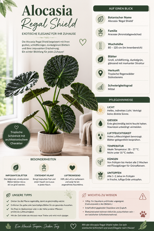 Alocasia Regal Shield 60–80 cm – Elefantenohr – Pfeilblatt – Tropische Zimmerpflanze – Große Grünpflanze für Wohnräume