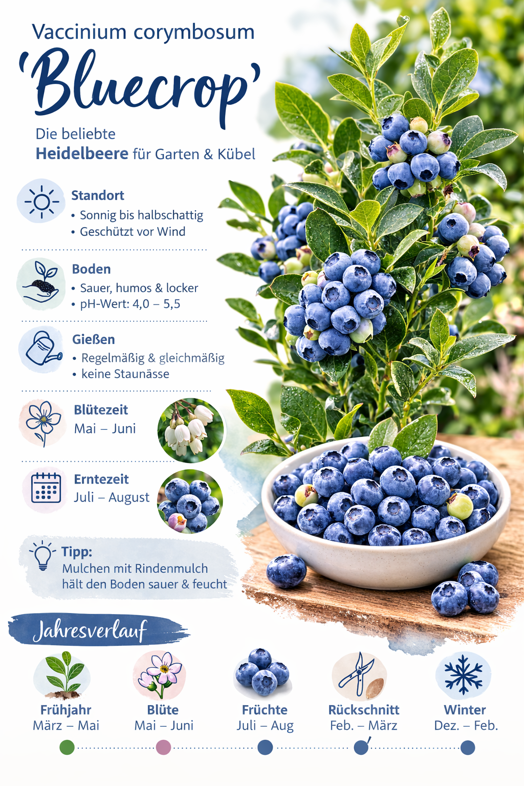 Borůvka Bluecrop cca. 30 cm - Vaccinium corymbosum bluecrop