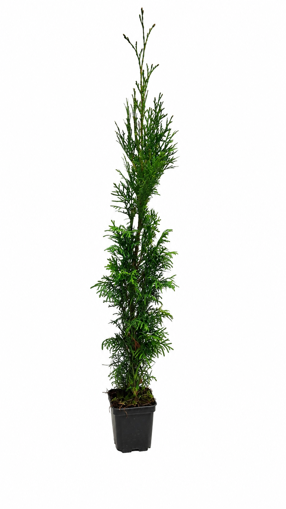 Thuja Smaragd 60–80 cm im P9 Topf – Lebensbaum Smaragd – Immergrüne Heckenpflanze – Thuja occidentalis Smaragd