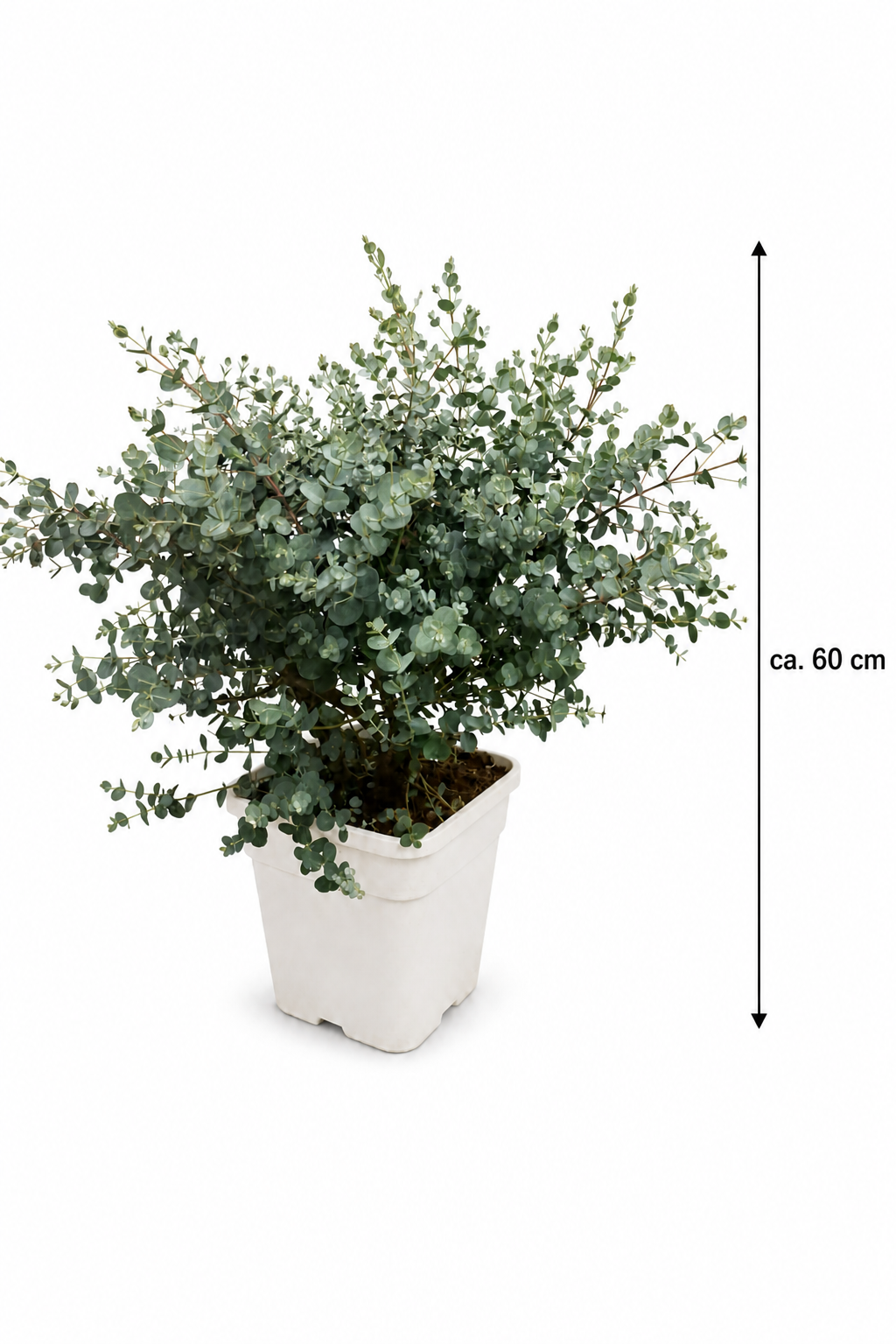 Eucalyptus Cinerea Silver Dollar ca 60 cm Silber Eukalyptus Pflanze Duft Eukalyptus Zimmerpflanze winterhart bedingt